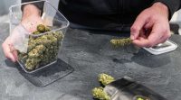 Boom du CBD : les producteurs aiguisent leurs armes