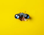 Propriété intellectuelle - Une nouvelle ère d’espionnage économique